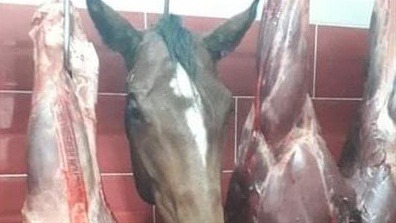 الإمام مالك ومسألة أكل لحم الخيل